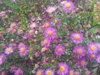 Aster ageratoides Ezo Murasaki