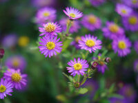 Aster ageratoides var. harae Ezo Murasaki