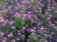 Aster ageratoides var. harae Ezo Murasaki