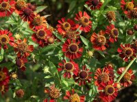 Helenium Hybr. Ruby Tuesday