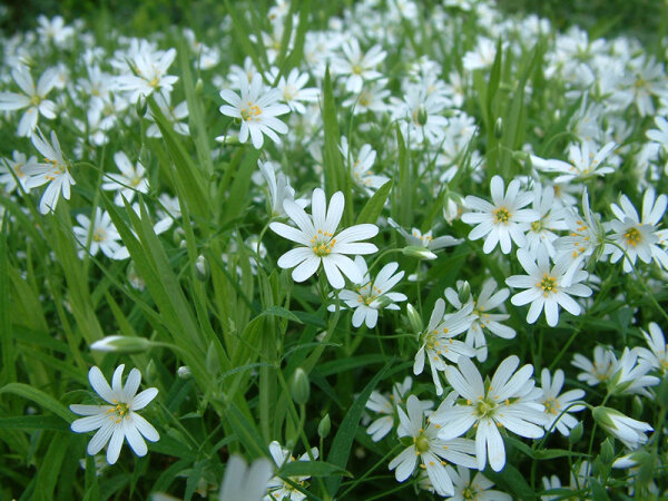 Stellaria holostea