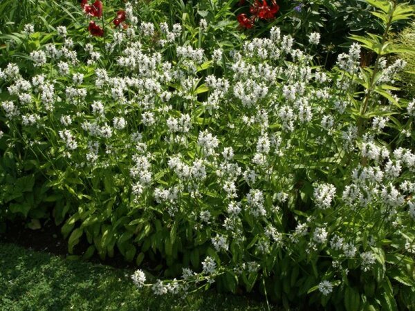 Betonica (Stachys) officinalis Alba