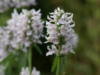 Betonica (Stachys) officinalis Alba