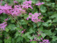 Filipendula palmata Kahome