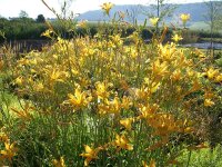 Hemerocallis Hybr. Autumn Minaret