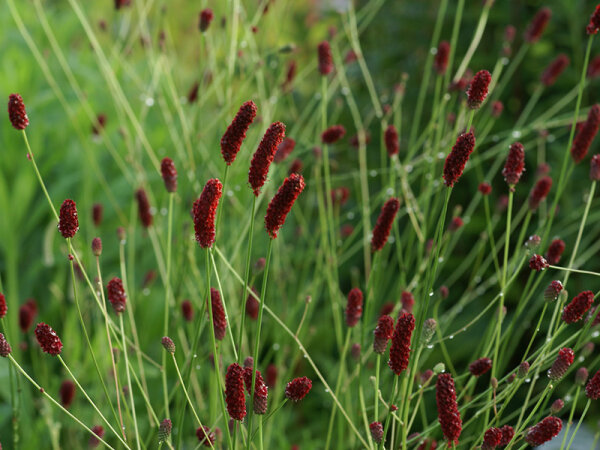 Sanguisorba Menziesii-Hybr. Wake Up