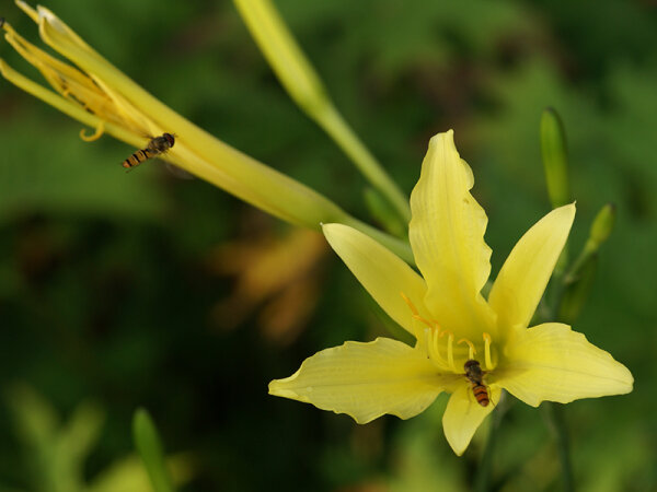 Hemerocallis citrina x ochroleuca