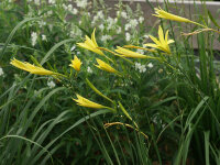 Hemerocallis citrina x ochroleuca