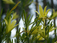 Hemerocallis citrina x ochroleuca