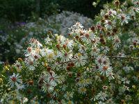 Aster (Symphyotrichum) ericoides Schneetanne