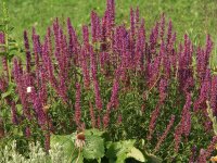 Agastache Hybr. Ayala