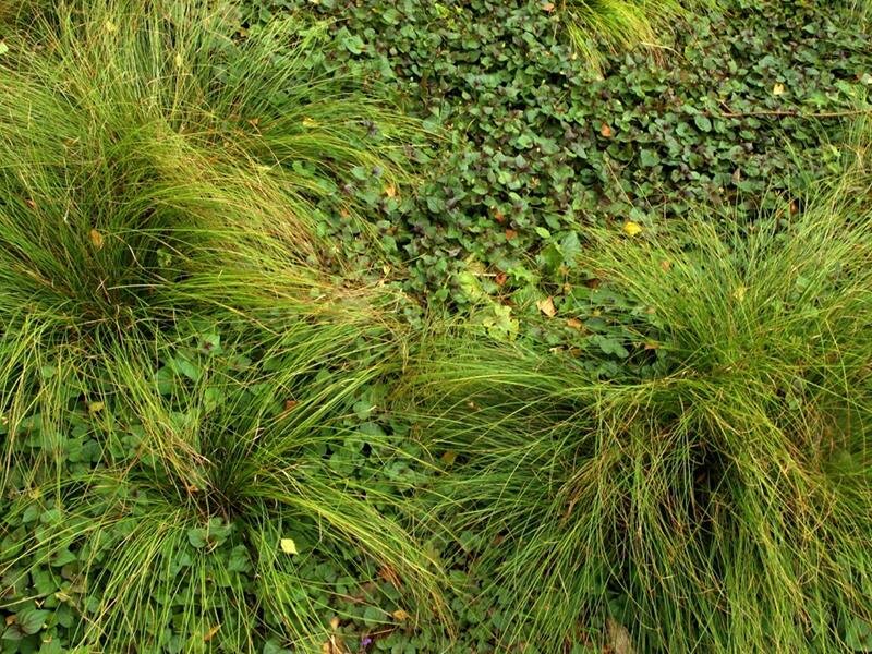 Carex sabynensis Thinny Thin