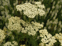 Achillea nobilis subsp. nobilis