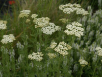 Achillea nobilis subsp. neilreichii