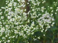 Thalictrum delavayi Splendide White