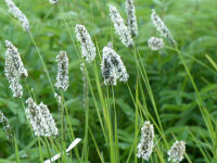 Sesleria argentea