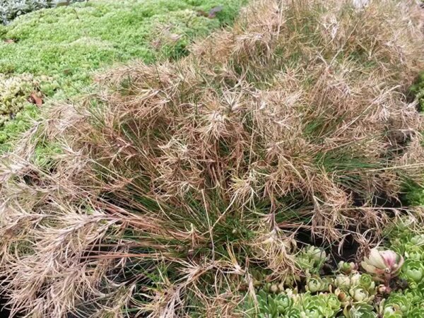 Festuca vivipara Norge