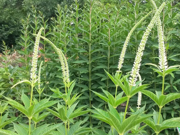 Veronicastrum sibiricum White Apollo*