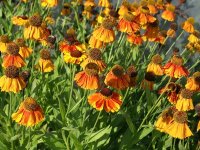 Helenium Hybr. Sahins Early Flowerer