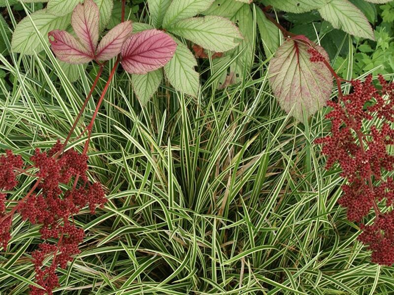 Rodgersia pinnata Maurice Mason