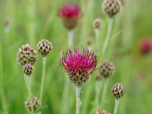 Centaurea atropurpurea