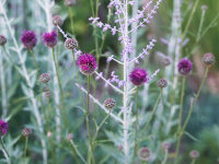 Centaurea atropurpurea