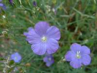 Linum narbonense P1