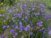 Linum narbonense P1
