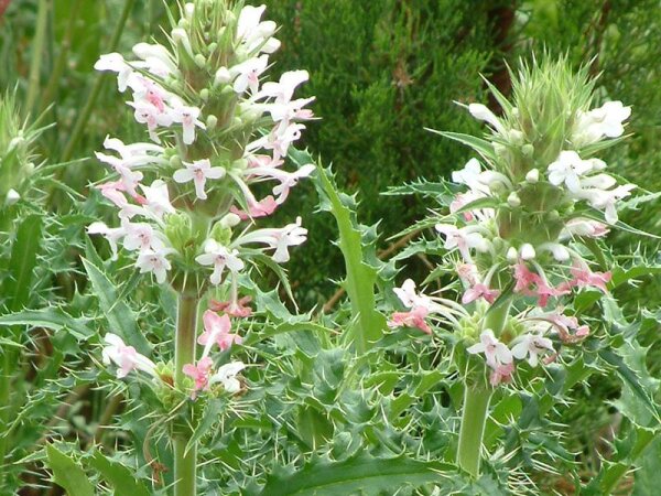 Morina longifolia