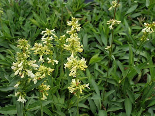 Penstemon confertus