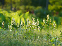 Penstemon confertus