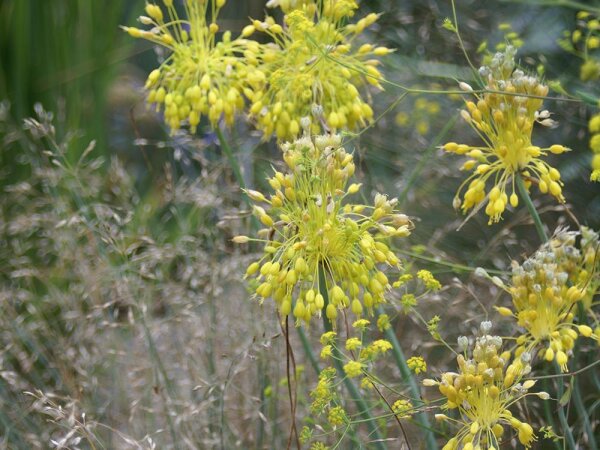 Allium flavum