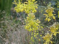 Allium flavum