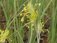 Allium flavum