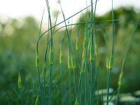 Allium flavum