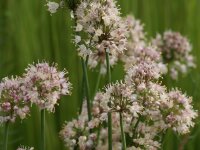 Allium suaveolens