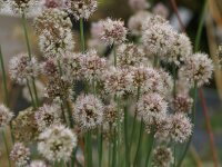 Allium suaveolens
