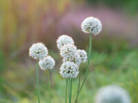 Allium suaveolens