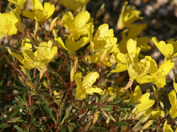 Callylophus serrulatus