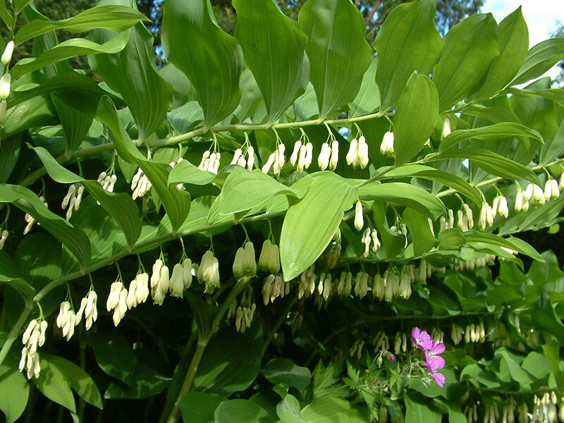 Polygonatum Hybr. Weihenstephan