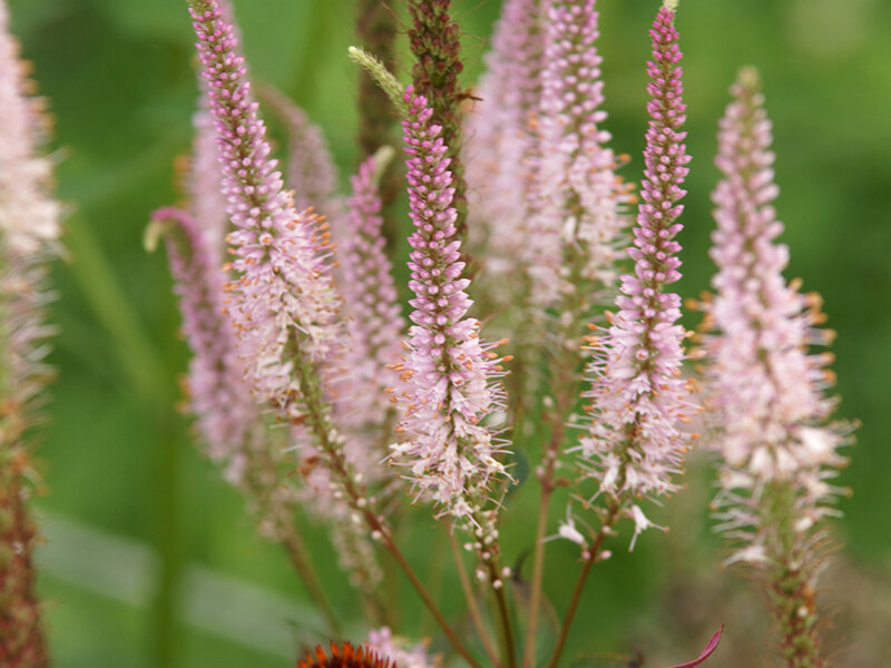 Veronicastrum virginicum Erika**