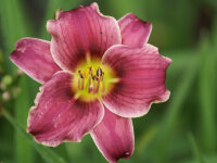 Hemerocallis Hybr. Little Lavender Lace