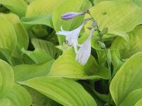 Hosta August Moon