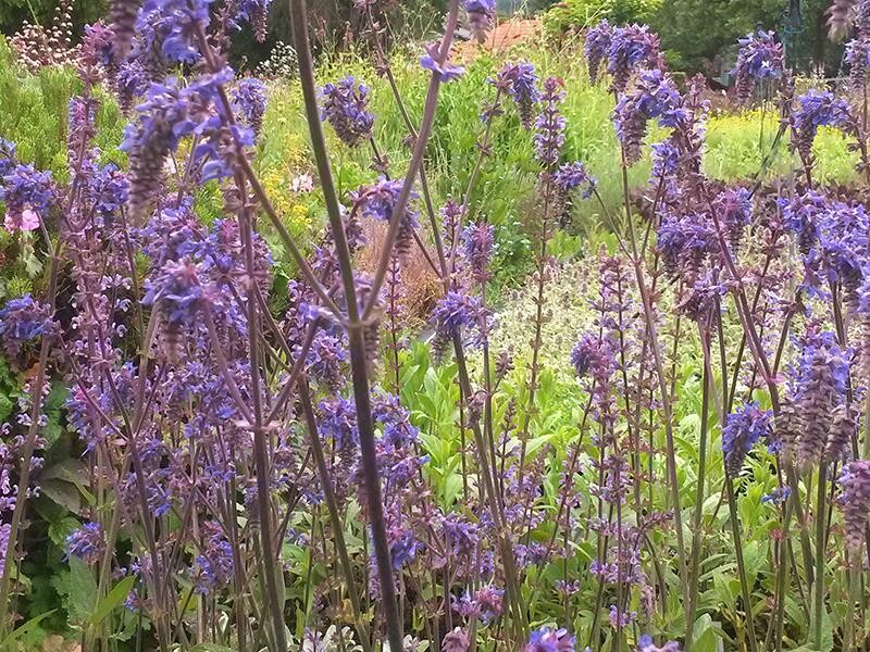 Salvia nutans x nemorosa Saxdorf