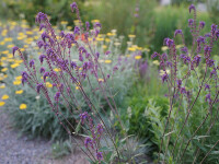 Salvia nutans x nemorosa Saxdorf