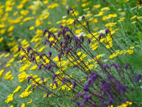 Salvia nutans x nemorosa Saxdorf