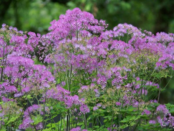 Thalictrum aquilegifolium Black Stockings