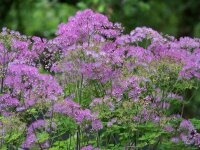 Thalictrum aquilegifolium Black Stockings