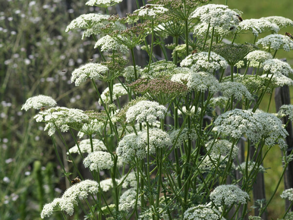 Seseli carvifolium