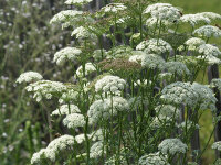 Seseli carvifolium